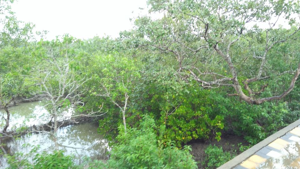 Photo of Mousuni, West Bengal by NILADRI ROY
