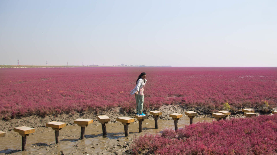 Photo of LIAOHE DELTA by Clueless Compass