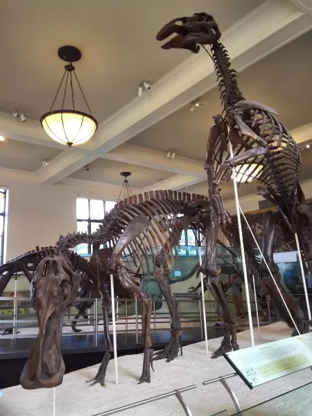 Photo of American Museum of Natural History, New York, NY, USA by Let's Expresso