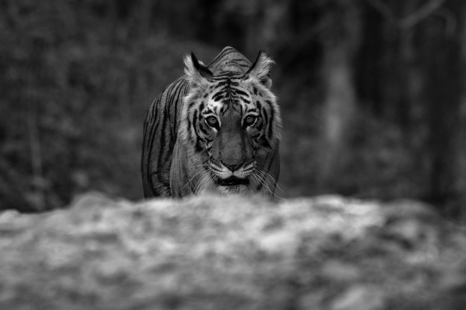 Photo of Introducing Corbett's Modern Day Mowg'ali'! 10/15 by shruti