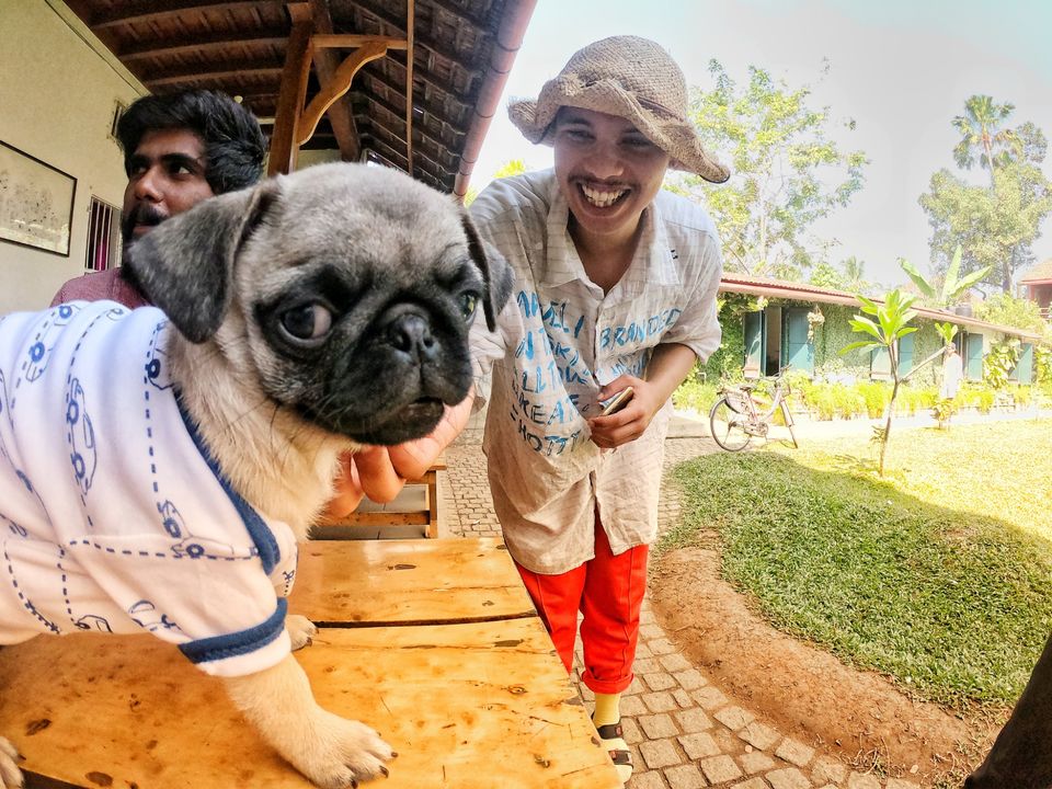 Photo of How to travel with your pet? by Mr bolt (pug)