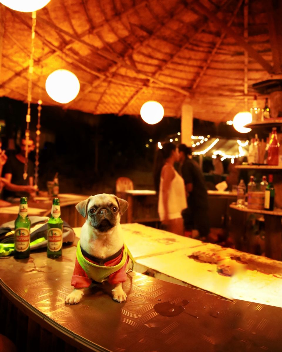 Photo of An island for party by Mr bolt (pug)