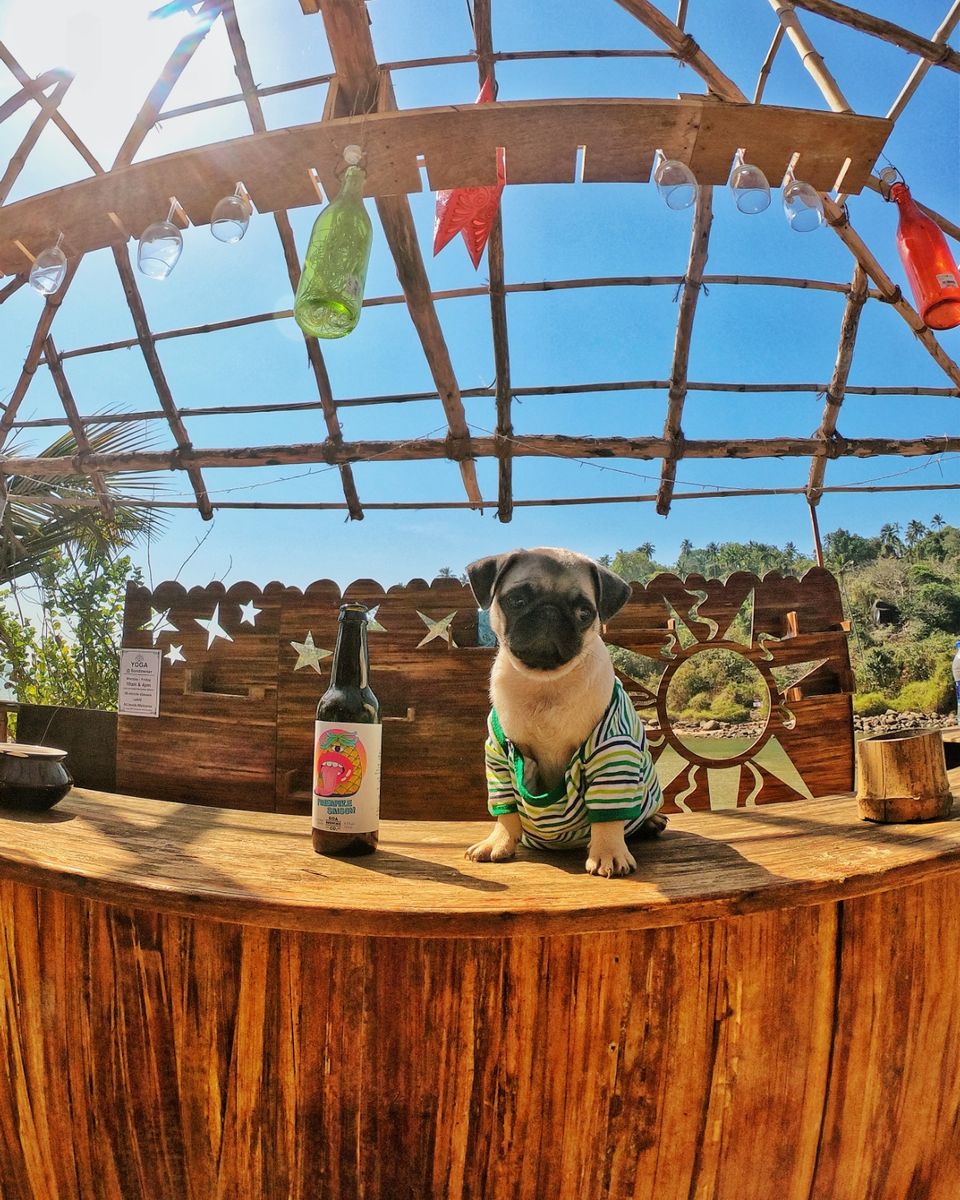 Photo of An island for party by Mr bolt (pug)