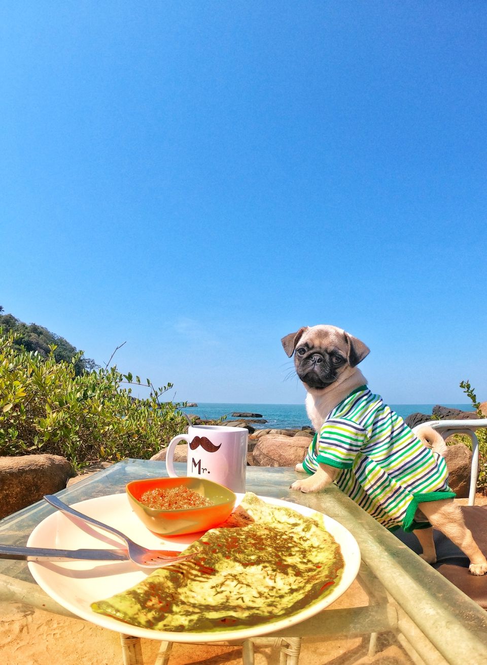 Photo of An island for party by Mr bolt (pug)