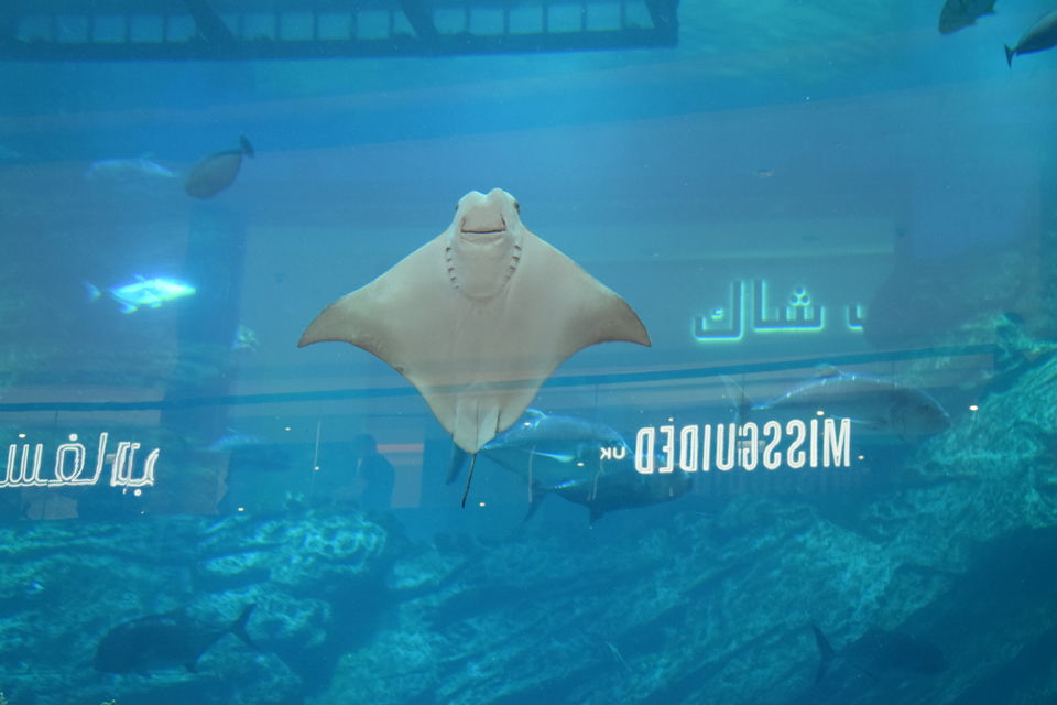 Photo of The Dubai Mall - Dubai - United Arab Emirates by Shruthi