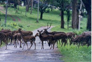 Photo of Best Places to Visit Near Bangalore this Summer - Vishumoney Blog 18/22 by Vishnu