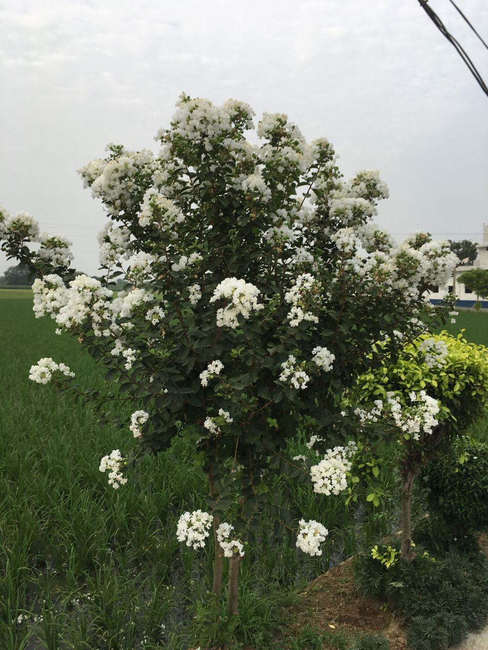 Photo of Pathankot, Punjab, India by Harjashan Preet Singh