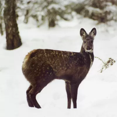 Photo of Askot Musk Deer Sanctuary, near Askot, Bazar, Uttarakhand, India by Rohit Prajapati (Aaric)