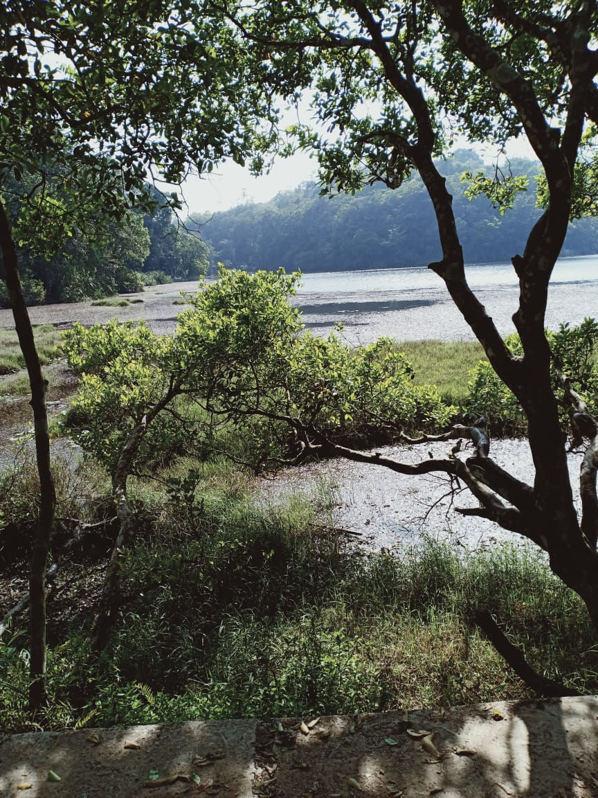 Photo of Wonder, Wander And Wayanad by Aishwarya Rao