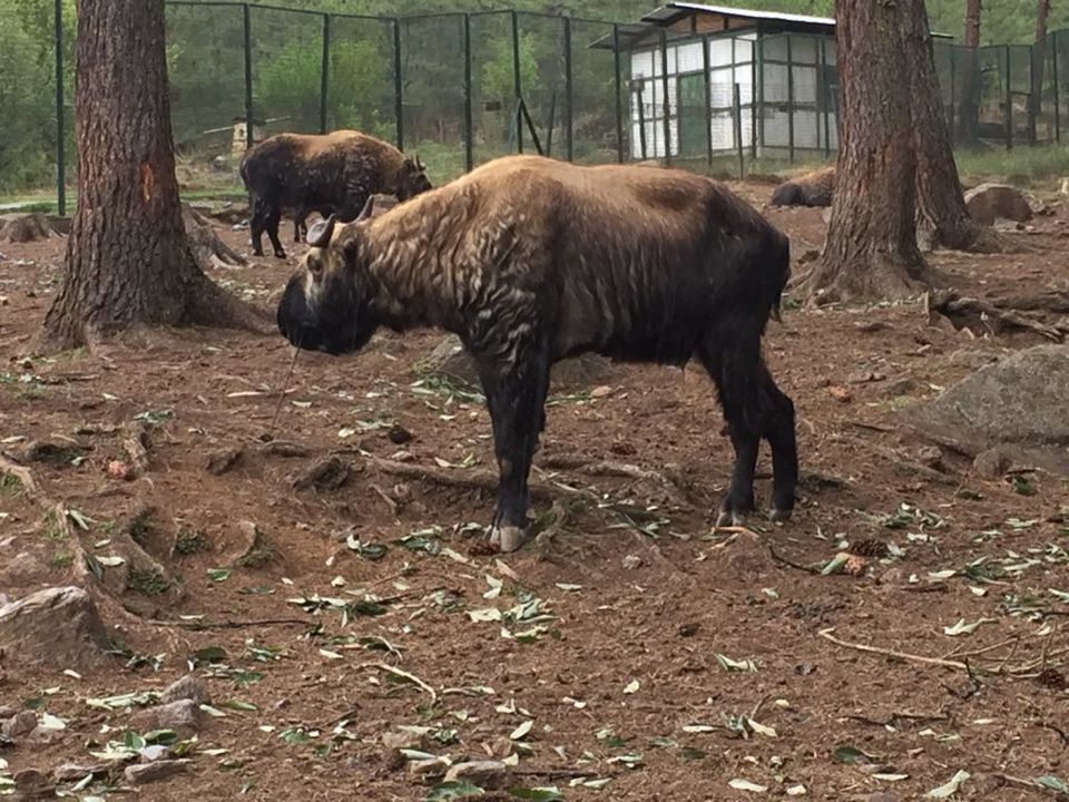 Photo of Motithang Takin Preserve, Motithang, Bhutan by Vidoutboundaries