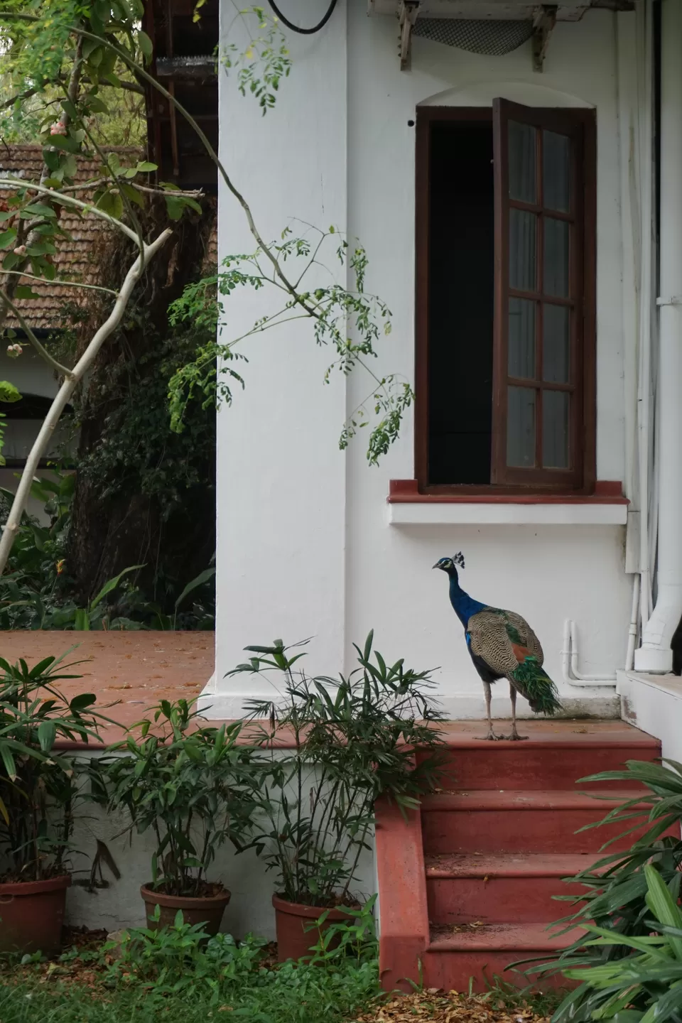 Photo of Brunton Boatyard Hotel, Calvetty Road, Fort Kochi, Kochi, Kerala, India by Vidoutboundaries