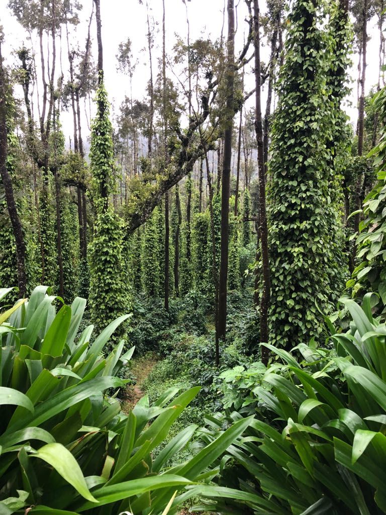 Photo of Chikamagalur - Mini vacay away from the melancholy by Divisha - The Diadeb