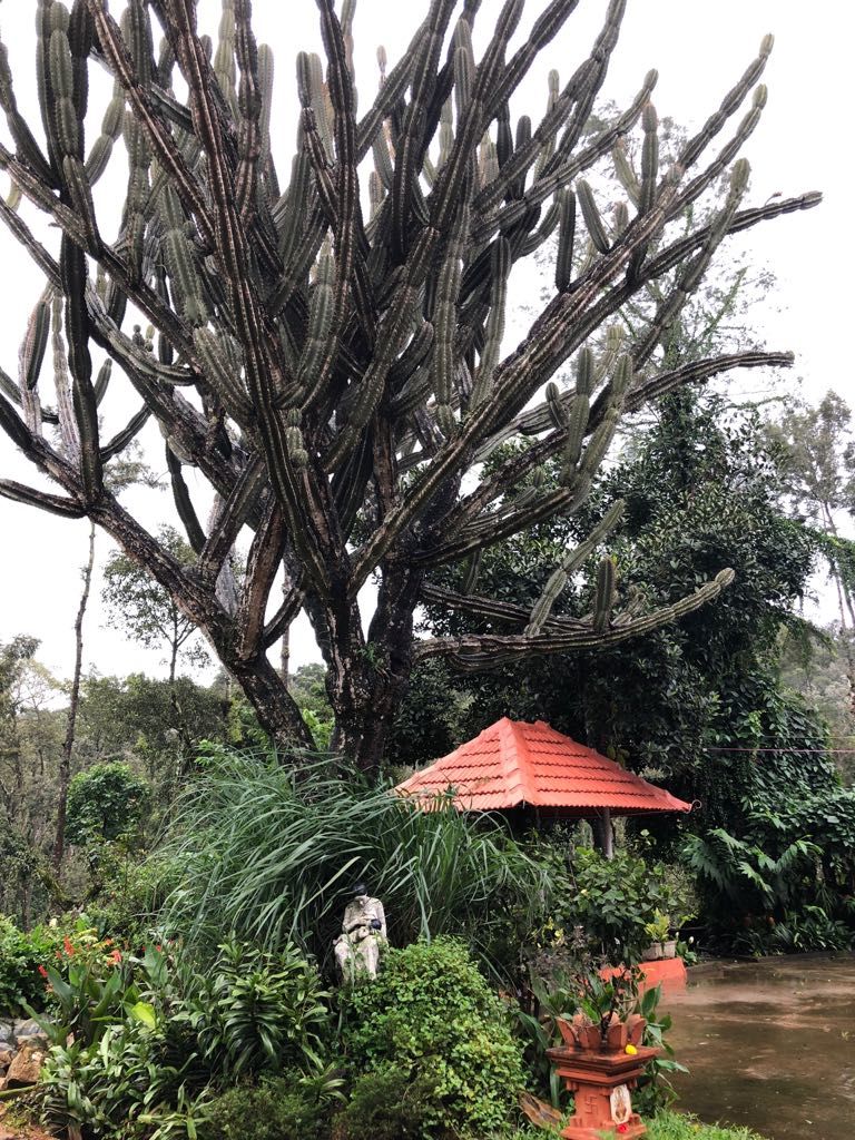 Photo of Chikamagalur - Mini vacay away from the melancholy by Divisha - The Diadeb