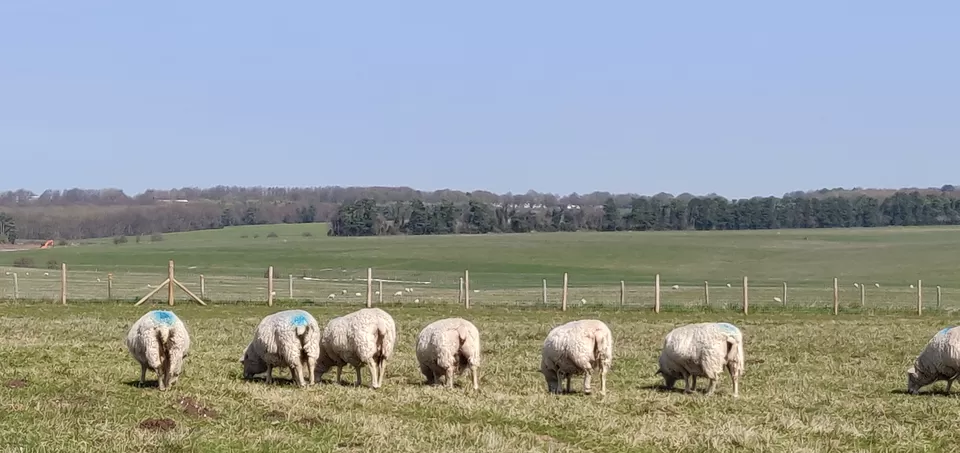 Photo of Golden Tours Visitor Centre, Victoria, Buckingham Palace Road, London, UK by Divisha - The Diadeb