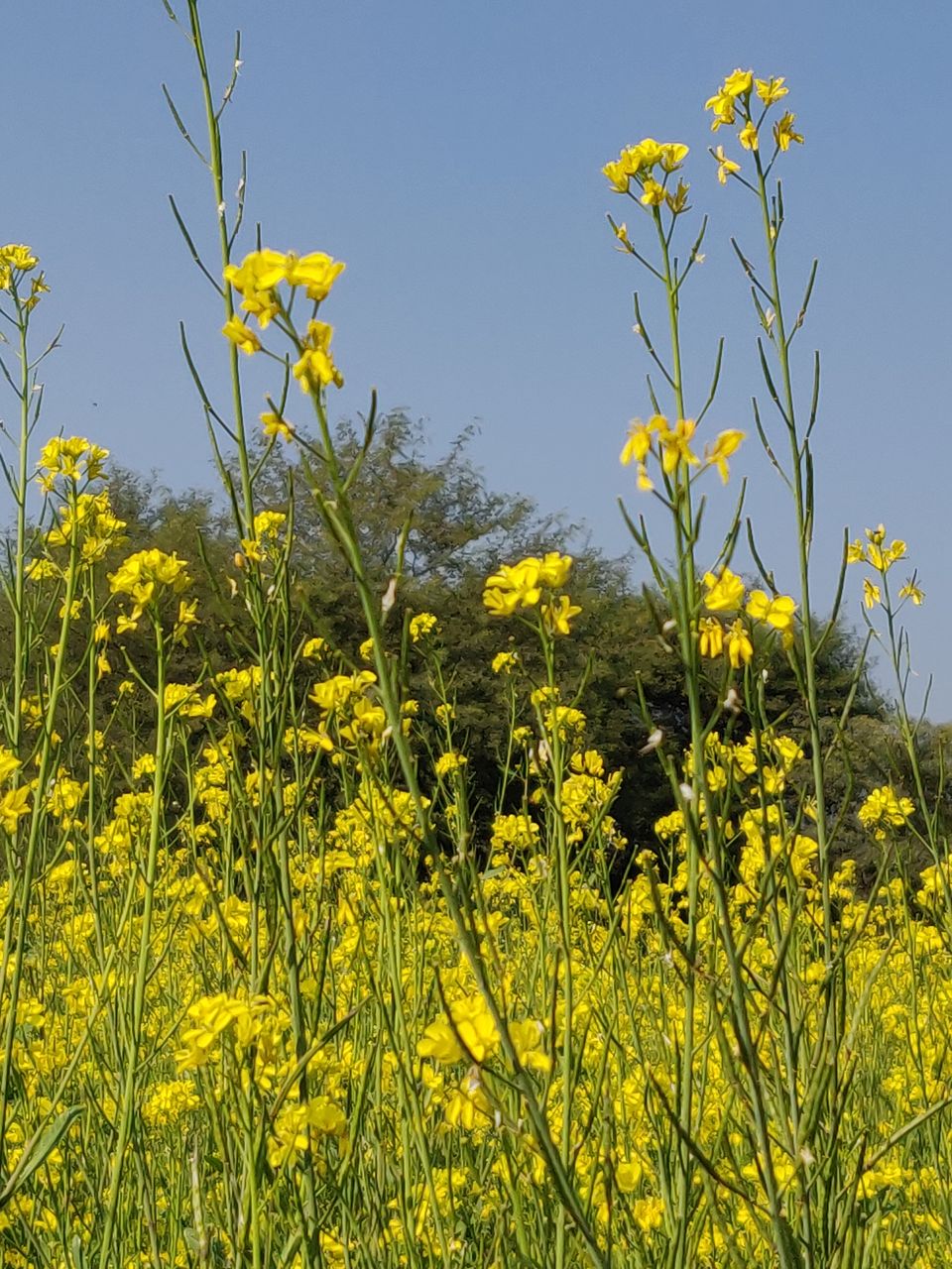 Photo of A 2.5 day power-packed trip on the borders of Gurgaon, Delhi, UP, Rajasthan 1/1 by Divisha - The Diadeb