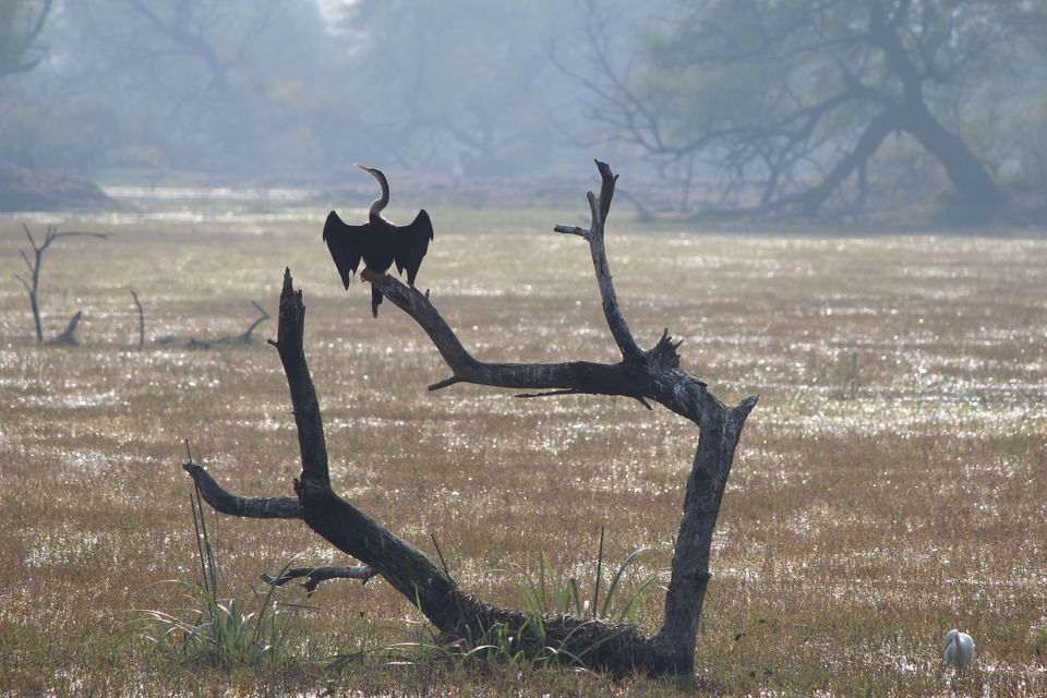Photo of Keoladeo National Park, Bharatpur, Rajasthan, India by Divisha - The Diadeb