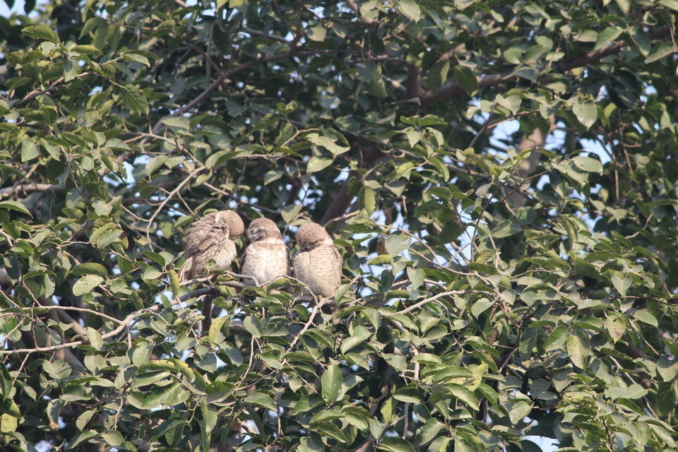 Photo of Keoladeo National Park, Bharatpur, Rajasthan, India by Divisha - The Diadeb
