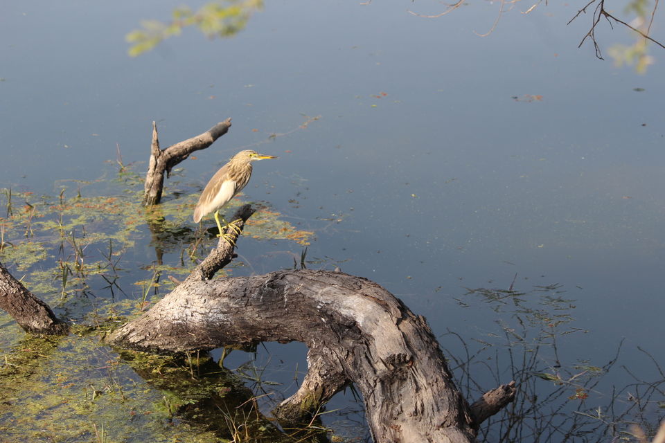 Photo of A 2.5 day power-packed trip on the borders of Gurgaon, Delhi, UP, Rajasthan by Divisha - The Diadeb
