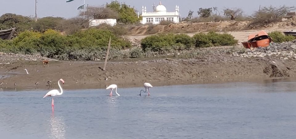Photo of The Gujarat Chapter : Part 1 : Mandvi by Divisha - The Diadeb