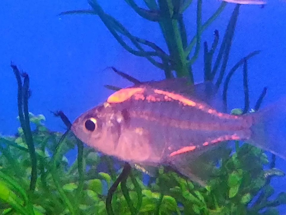 Photo of Under The Sun, Fateh Sagar Overflow, Fateh Sagar Lake, Udaipur, Rajasthan, India by Divisha - The Diadeb