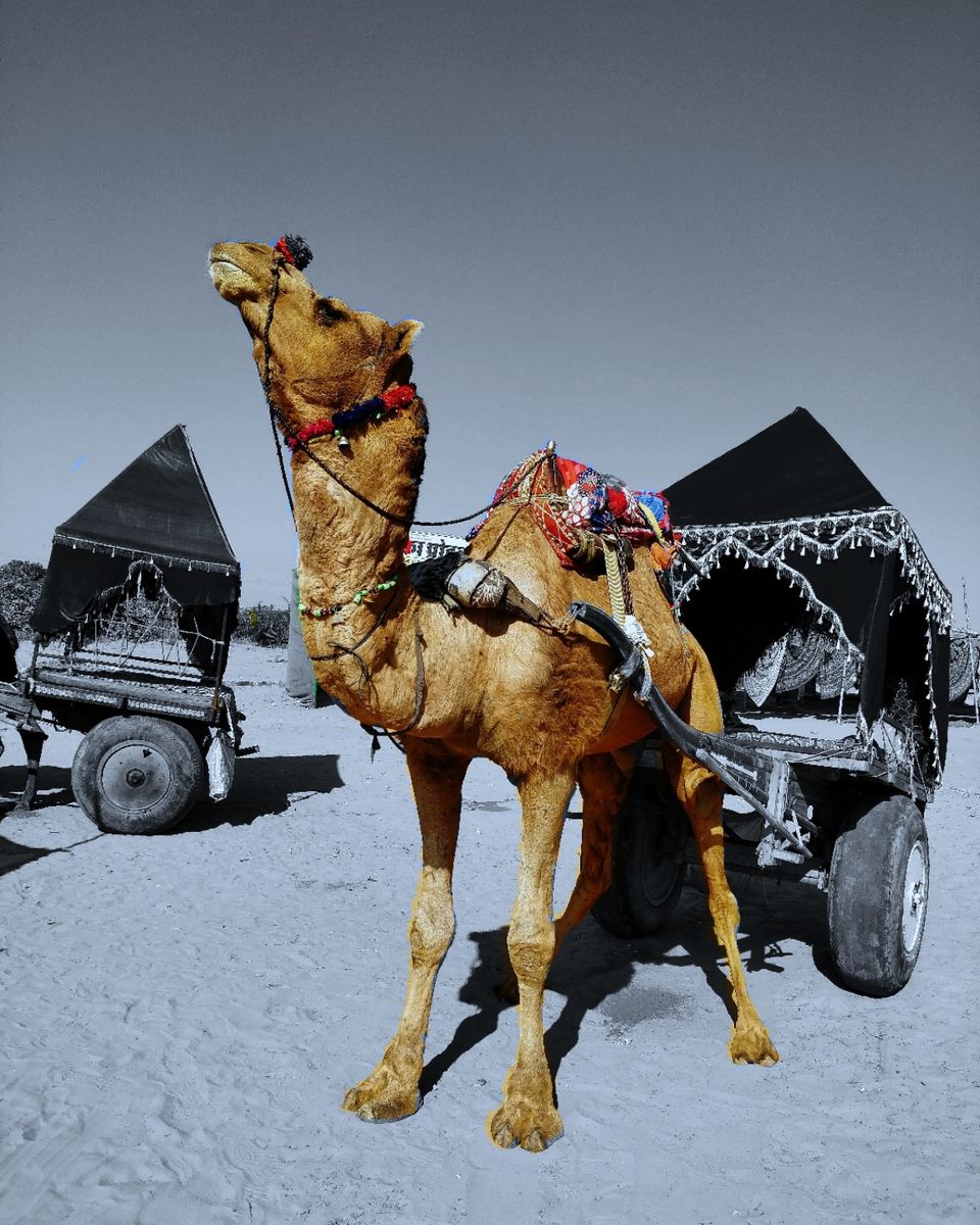 Photo of Thar Oasis Desert Camp, Sukhmandla, Rajasthan, India by Amit Swaroop