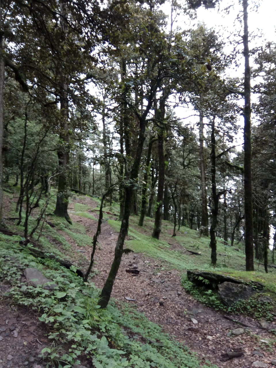 Photo of Jalori Pass, Jalori, Sajwar, Himachal Pradesh by The Wolf Girl