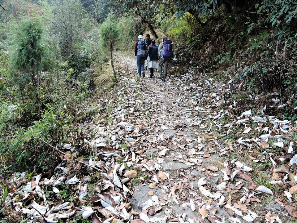 Photo of Chronicles of North-East: Sandakphu – Gurdum Trek 6/60 by Ashar