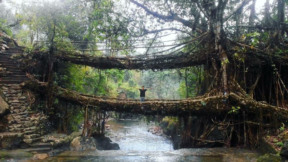 Photo of Double decker living root bridge by Sandeep Bardewa đź’