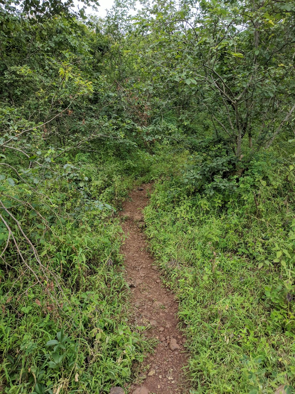 Photo of Why Getting Lost is never a Waste of Time - Ananthagiri Hills 9/16 by Ananiah Blessing