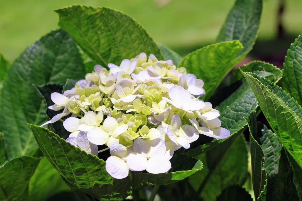 Photo of Mapro Garden, Mahabaleswar, महाराष्ट्र, भारत by Arindam and Pawnita