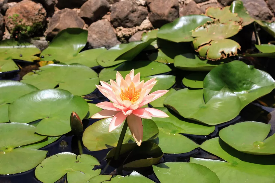 Photo of Mapro Garden, Mahabaleswar, महाराष्ट्र, भारत by Arindam and Pawnita