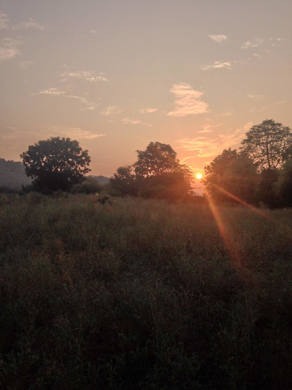 Photo of Ranthambore National Park, Rajasthan, India by akash