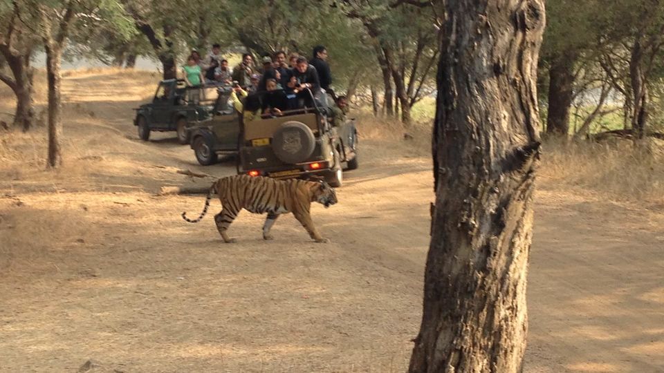 Photo of Ranthambore National Park, Rajasthan, India by akash