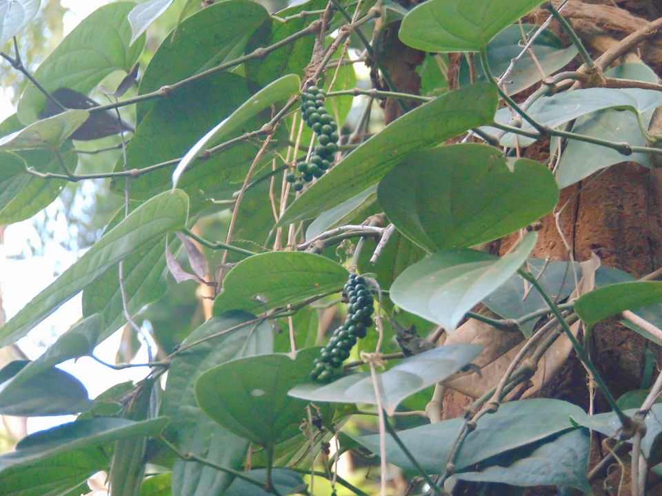 Photo of Daringbadi, Odisha, India by Soumik Palit