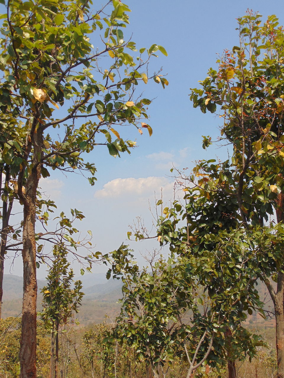 Photo of Daringbadi, Odisha, India by Soumik Palit