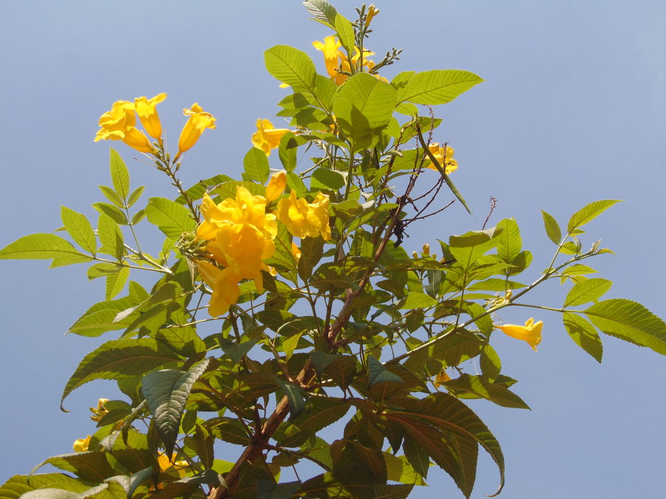 Photo of Daringbadi, Odisha, India by Soumik Palit