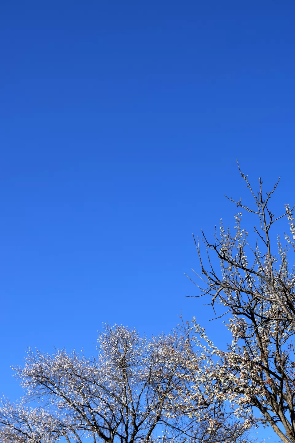 Photo of Dudkanedhar, Bhowali Range, Uttarakhand by Amer Ghauri