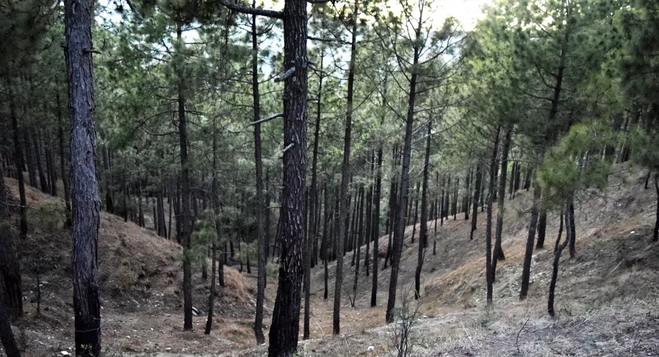 Photo of Salla Rautela, Uttarakhand, India by Amer Ghauri