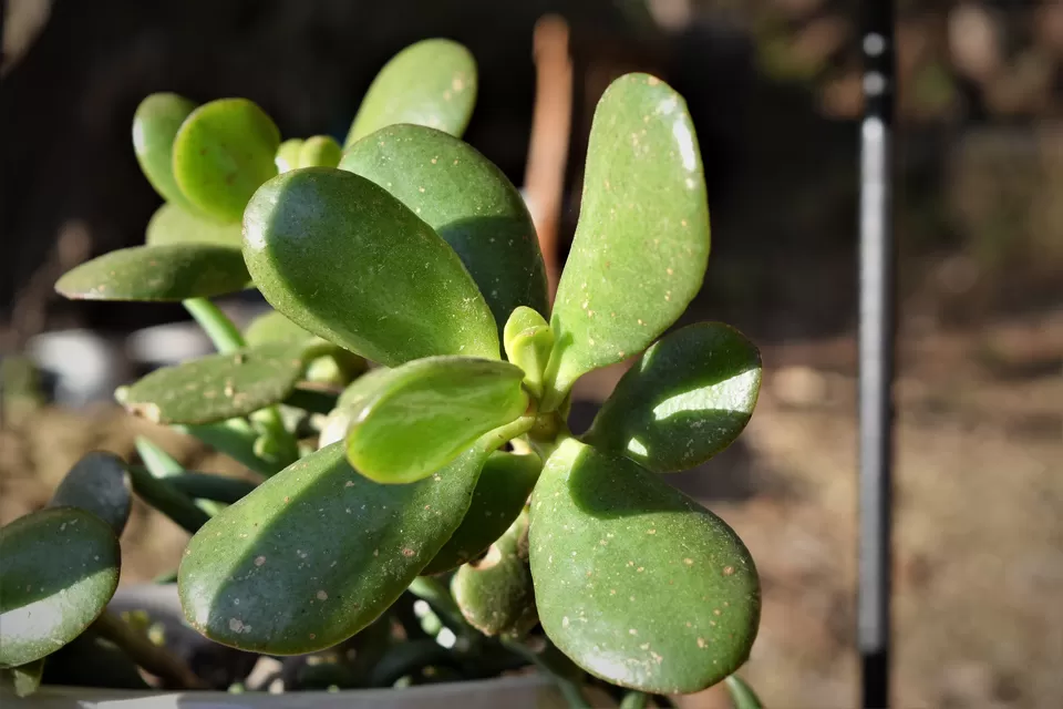 Photo of Nayalap - Rural Himalayan Glamping, Post Shitlakhet, Uttarakhand, India by Amer Ghauri