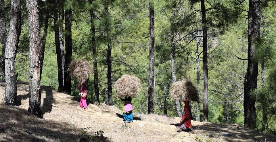 Photo of Nayalap - Rural Himalayan Glamping, Post Shitlakhet, Uttarakhand, India by Amer Ghauri