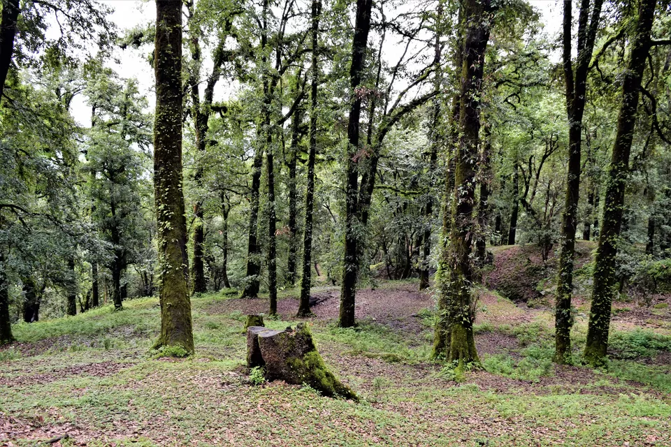 Photo of Chopta, Uttarakhand, India by Amer Ghauri