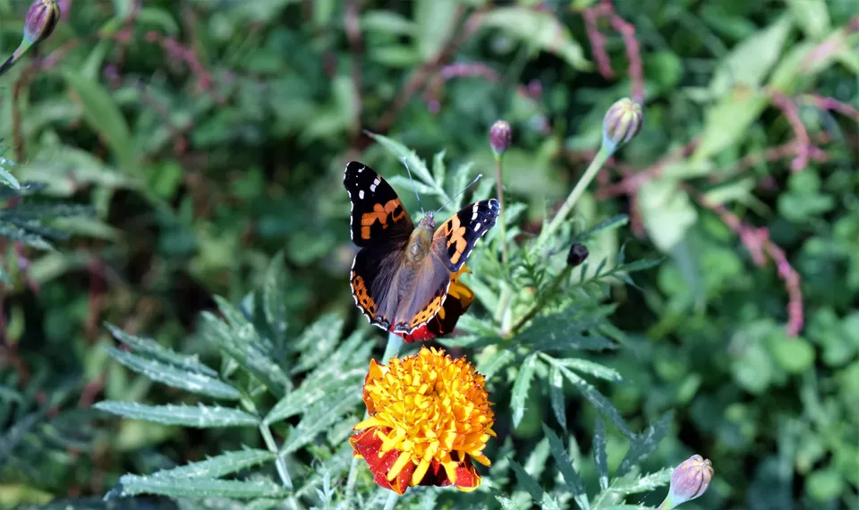 Photo of Jibhi, Himachal Pradesh, India by Amer Ghauri