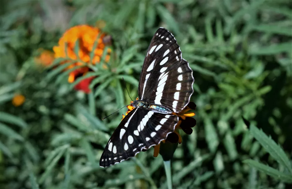 Photo of Jibhi, Himachal Pradesh, India by Amer Ghauri