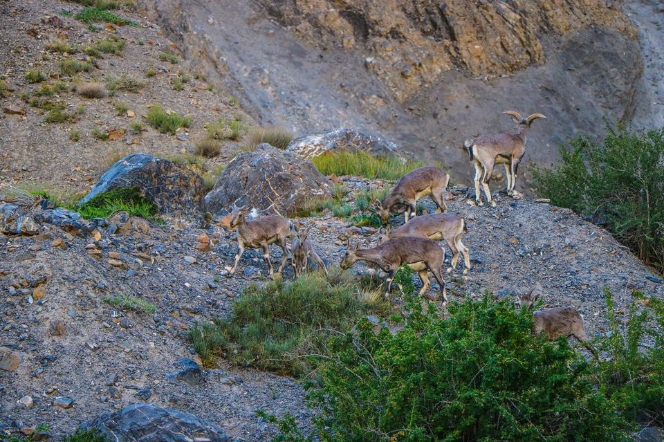 Photo of Kaza, Himachal Pradesh, India by Shraddha