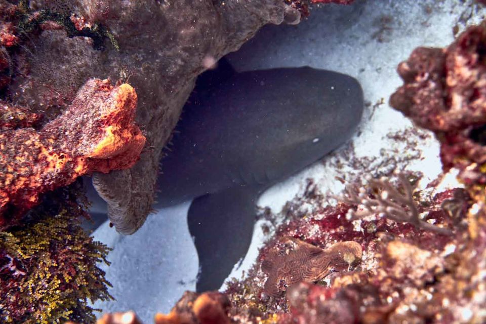 Photo of THE ULTIMATE GUIDE TO SCUBA DIVING IN COZUMEL by Shraddha