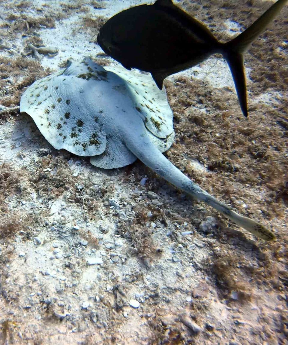 Photo of THE ULTIMATE GUIDE TO SCUBA DIVING IN COZUMEL by Shraddha