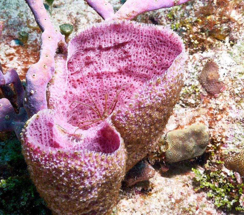 Photo of THE ULTIMATE GUIDE TO SCUBA DIVING IN COZUMEL by Shraddha