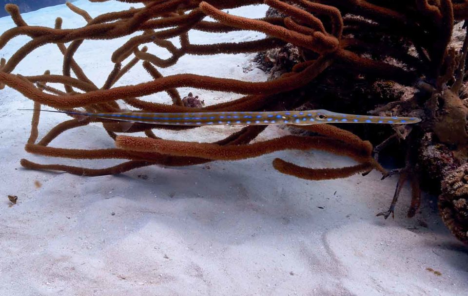 Photo of THE ULTIMATE GUIDE TO SCUBA DIVING IN COZUMEL by Shraddha