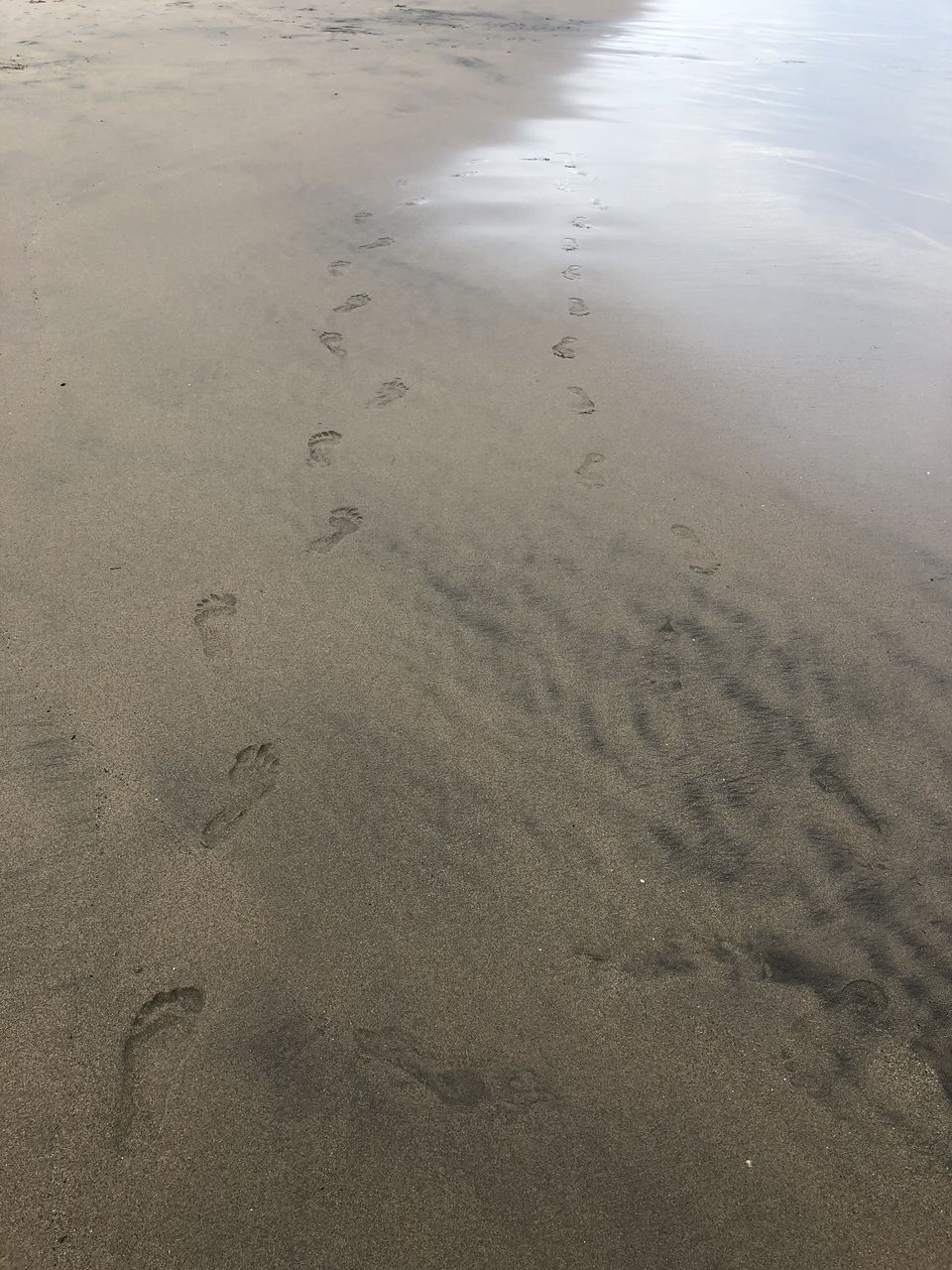 Photo of Trip to Natural Bridges State Beach, Mystery Spot Santa Cruz and the Murphy Street, San Jose. by Nishitha Taralagatti