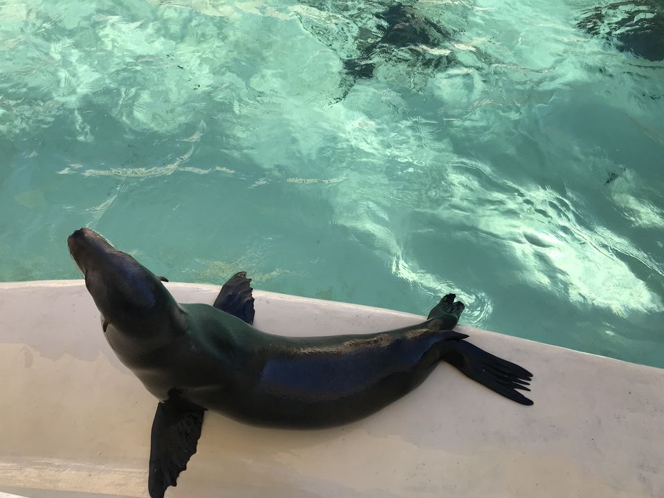 Photo of SeaWorld San Diego, Sea World Drive, San Diego, CA, USA by Nishitha Taralagatti